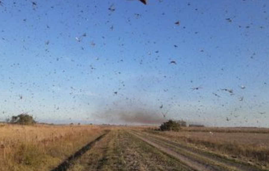 Nuvem de gafanhotos está próxima do Rio Grande do Sul