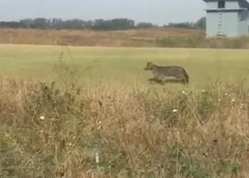 Ameaçado de extinção, cachorro-do-mato é visto na Zona Oeste do Rio