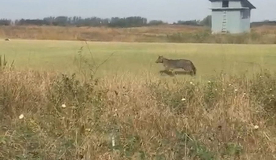 Ameaçado de extinção, cachorro-do-mato é visto na Zona Oeste do Rio