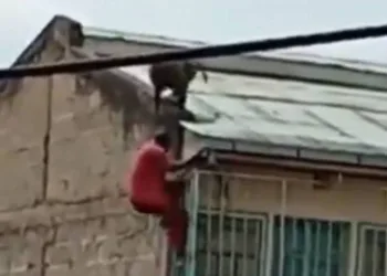 Homem cai de telhado após ser derrubado por babuíno; veja o vídeo