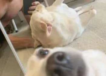 Cadela que perdeu dona para o coronavírus é adotada pelo ator Nicolas Prattes