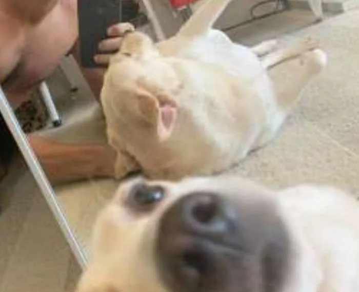 Cadela que perdeu dona para o coronavírus é adotada pelo ator Nicolas Prattes