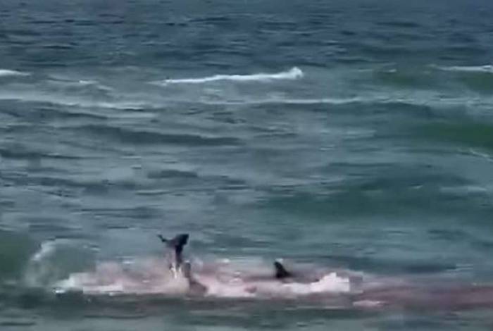 Tubarões atacam golfinhos e mar fica vermelho de sangue