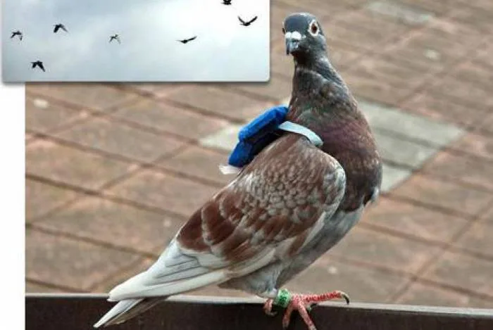 Pomba é pega traficando ecstasy com uma mochila nas costas