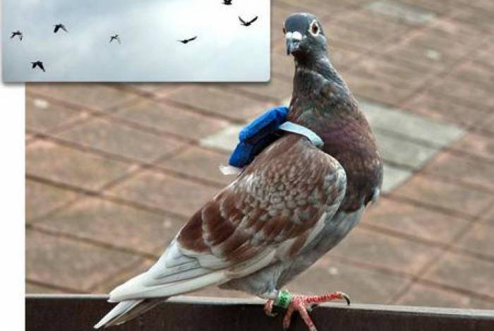 Pomba é pega traficando ecstasy com uma mochila nas costas