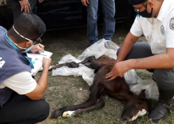 Filhote de égua é resgatada pela PM após ser abandonada num terreno baldio em Campo Grande