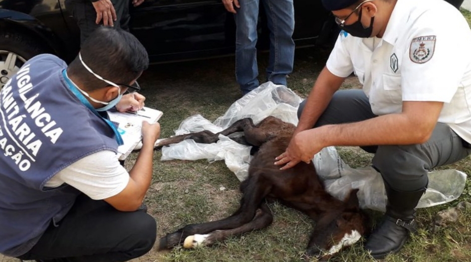 Filhote de égua é resgatada pela PM após ser abandonada num terreno baldio em Campo Grande
