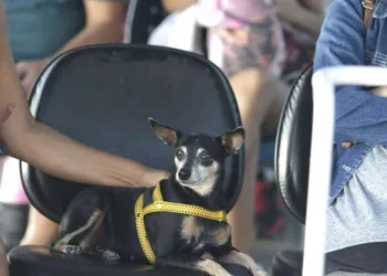 Clínicas veterinárias municipais já fizeram mais de 2 mil cirurgias gratuitas em cães e gatos