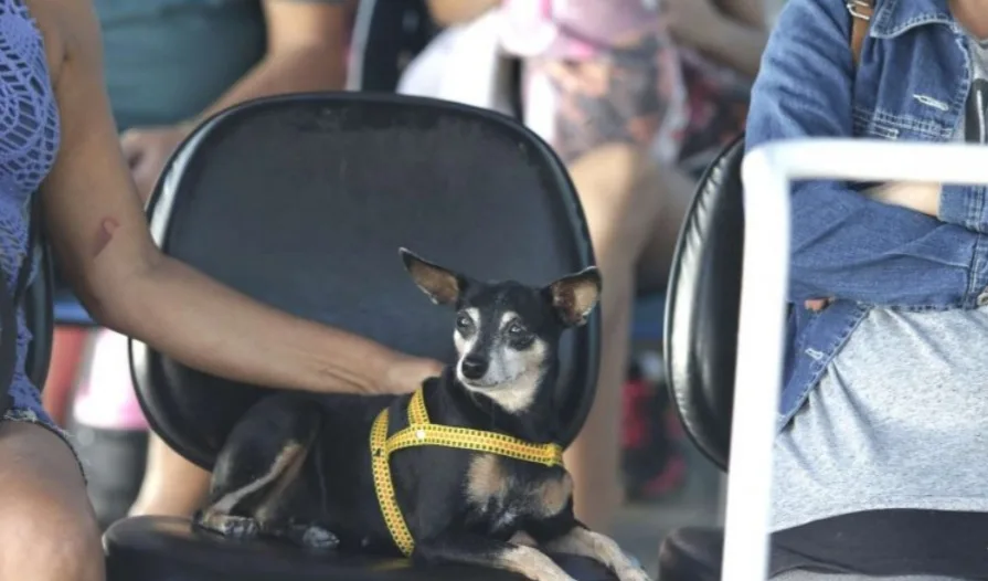 Clínicas veterinárias municipais já fizeram mais de 2 mil cirurgias gratuitas em cães e gatos
