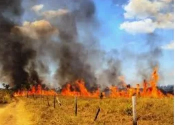 Incêndio atinge 10 mil metros quadrados de reserva biológica no Rio
