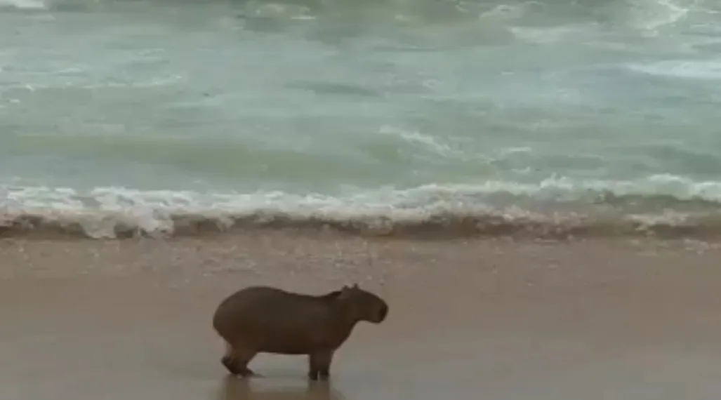 Capivara é flagrada passeando em praia do Rio ( video)