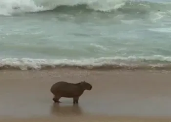 Capivara é flagrada passeando em praia do Rio ( video)