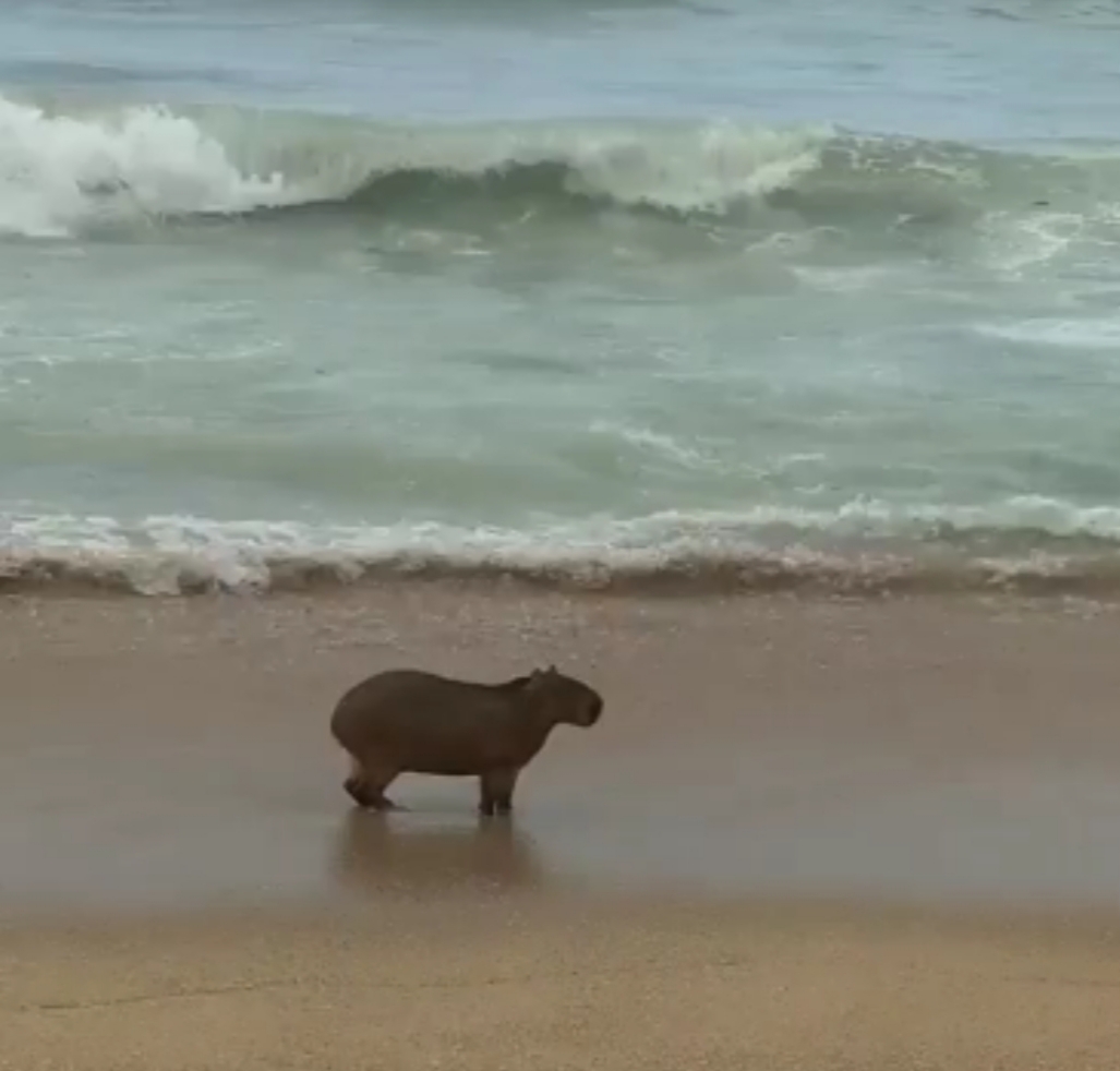 Capivara é flagrada passeando em praia do Rio ( video)