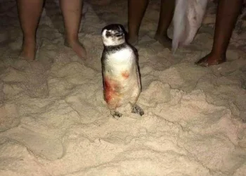 PINGUIM É PIVÔ DE BRIGA GENERALIZADA EM BARRA DE GUARATIBA( VÍDEO)
