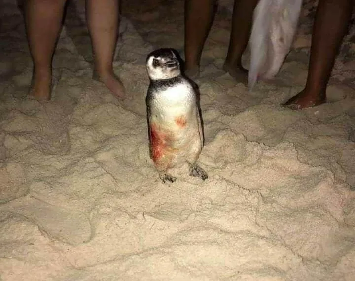 PINGUIM É PIVÔ DE BRIGA GENERALIZADA EM BARRA DE GUARATIBA( VÍDEO)
