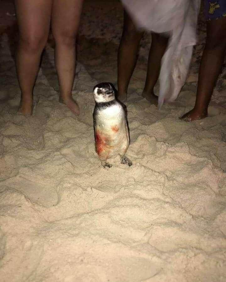 PINGUIM É PIVÔ DE BRIGA GENERALIZADA EM BARRA DE GUARATIBA( VÍDEO)