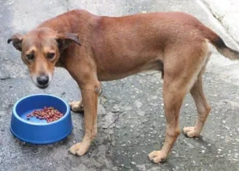 CÂMARA DO RIO APROVA PROJETO QUE DETERMINA DISTRIBUIÇÃO DE RAÇÃO PARA ANIMAIS ABANDONADOS