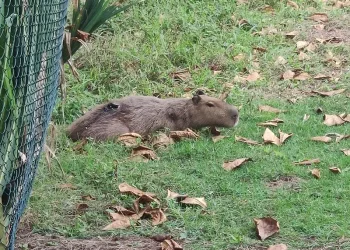 Patrulha ambiental resgata capivara ferida no Recreio dos Bandeirantes