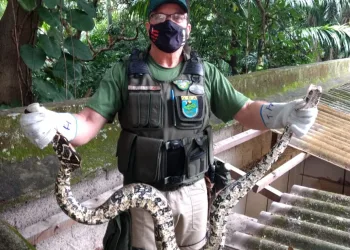 Patrulha ambiental resgata duas jiboias em estabelecimentos comerciais da cidade