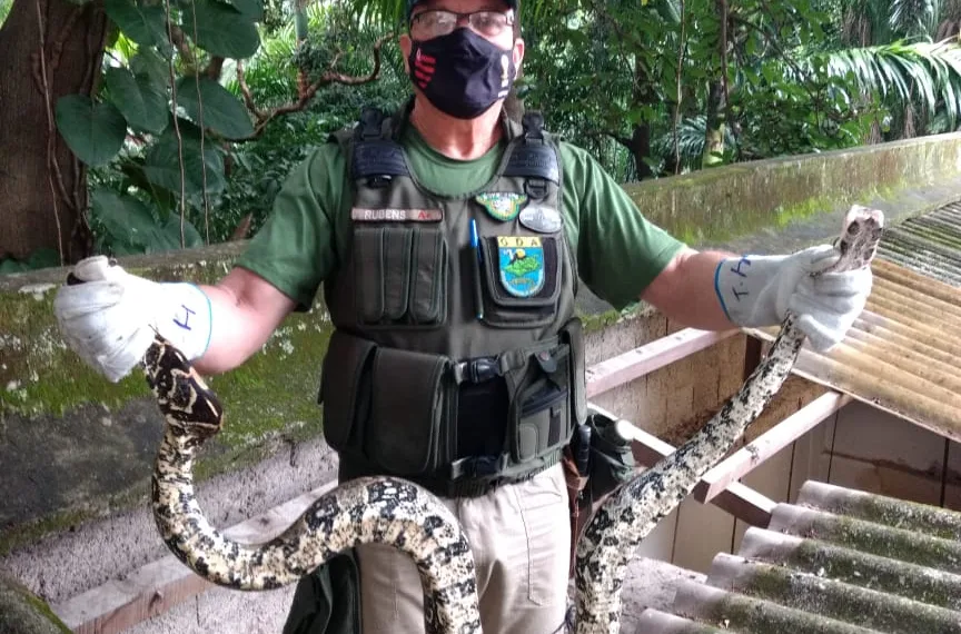 Patrulha ambiental resgata duas jiboias em estabelecimentos comerciais da cidade