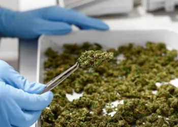 Justiça Federal do Rio autoriza associação a cultivar maconha para fins medicinais