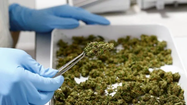 Justiça Federal do Rio autoriza associação a cultivar maconha para fins medicinais