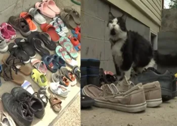 Mulher cria grupo no Facebook para achar donos de sapatos furtados por seu gato