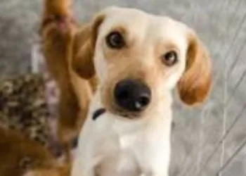 Estado do Rio promove campanha de adoção de animais