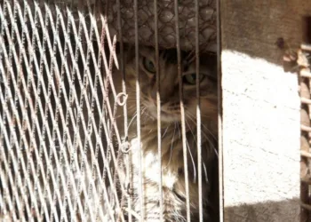 Prefeitura do Rio passa a multar quem cometer maus-tratos contra animais domésticos