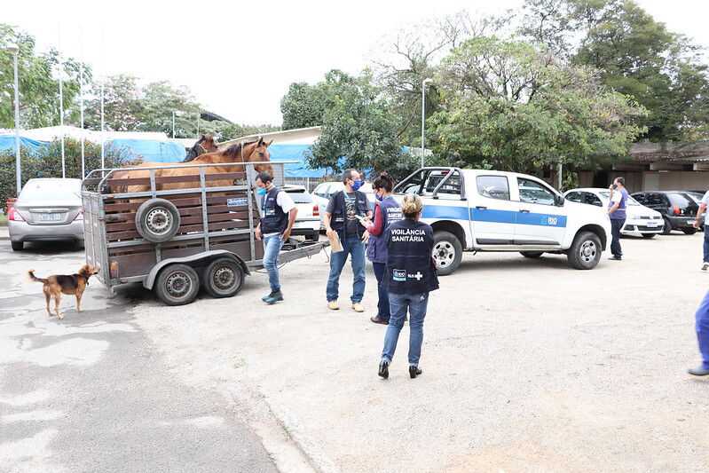 Prefeitura do Rio resgata 19 cavalos em uma semana de operação contra maus-tratos em Campo Grande e região