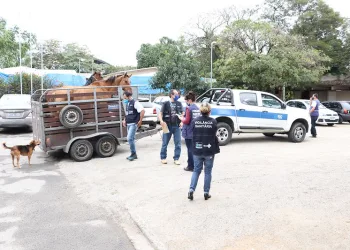 Prefeitura inicia operação na Zona Oeste para coibir maus-tratos a animais