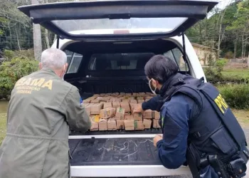 PRF flagra traficante com mais de 130 aves silvestres em porta-malas de carro no Rio de Janeiro.