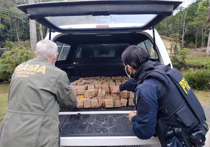 PRF flagra traficante com mais de 130 aves silvestres em porta-malas de carro no Rio de Janeiro.