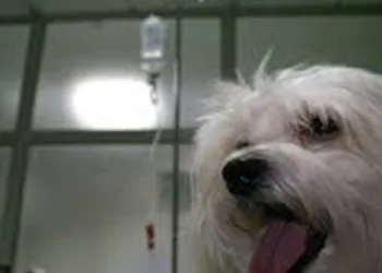 Pet shops e veterinárias terão que disponibilizar álcool em gel