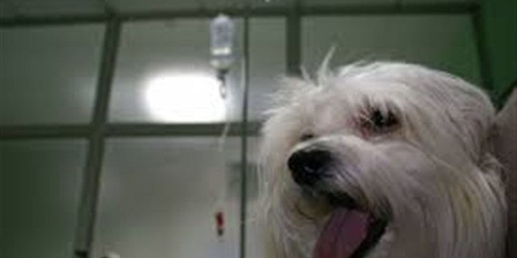 Pet shops e veterinárias terão que disponibilizar álcool em gel