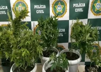Policia encontra plantação de maconha em quintal de residência na Zona Oeste