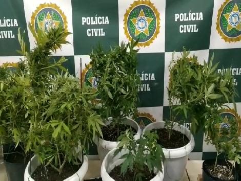 Policia encontra plantação de maconha em quintal de residência na Zona Oeste