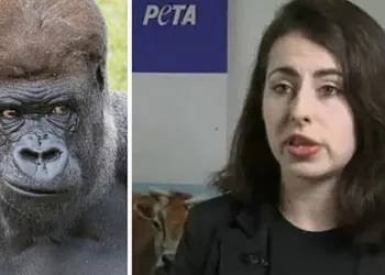 Ativista afirma que ficou grávida de gorila ameaçado de extinção