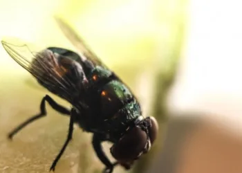 Idoso explode cozinha da sua casa ao tentar matar mosca com raquete elétrica