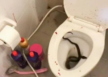 Cobra pica jovem no pênis após ele sentar no vaso sanitário