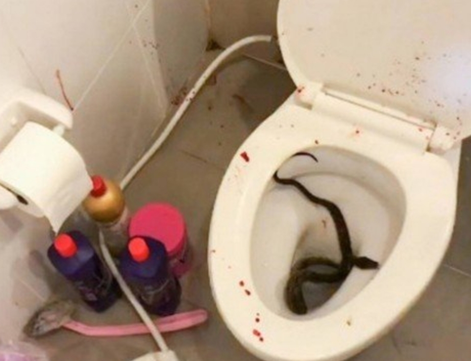 Cobra pica jovem no pênis após ele sentar no vaso sanitário