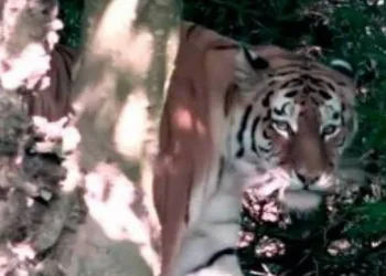 Criança é morta e mutilada por tigre durante passeio em bosque