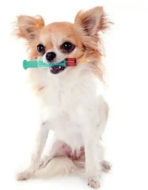 VIGILÂNCIA SANITÁRIA DO RIO LANÇA CAMPANHA DE VACINAÇÃO CONTRA RAIVA NO RIO