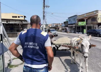 Prefeitura resgata 39 cavalos em operação contra maus-tratos em Campo Grande e região