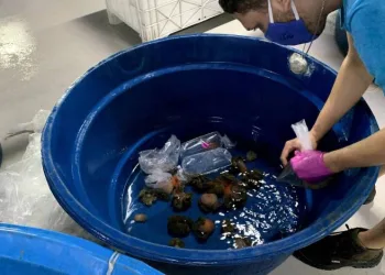 Mais de mil animais marinhos resgatados em operação chegam ao AquaRio