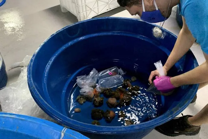 Mais de mil animais marinhos resgatados em operação chegam ao AquaRio