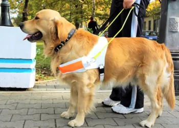 ALERJ assegura acesso de cão acompanhante em meios de transportes e estabelecimentos comerciais