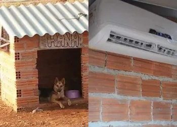 Casinha de cachorro com ar condicionado viraliza na internet