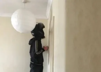Sozinha em casa, jovem pede comida só para entregador matar aranha