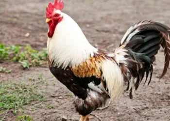 Galo usado em rinha ilegal  mata o próprio dono